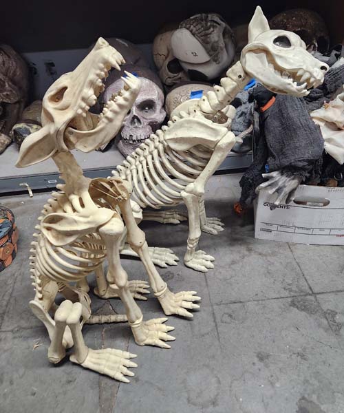Large sitting dog skeleton