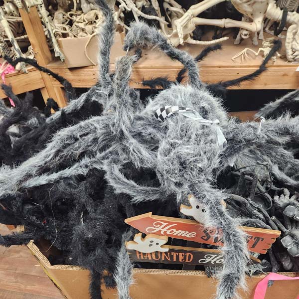 Harry spiders of several shapes and sizes