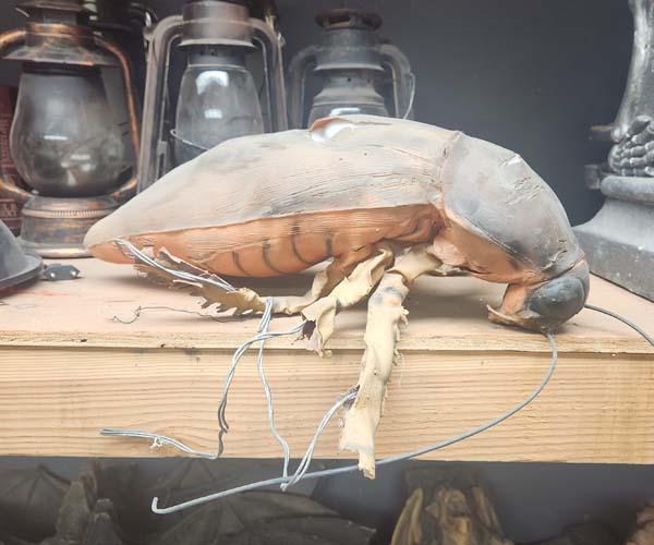 Giant cockroach