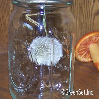 Dandelion  Puff Ball