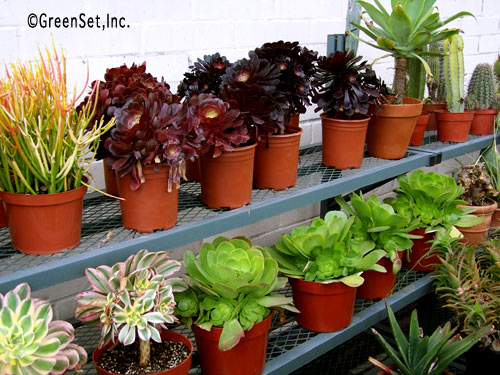 Succulents