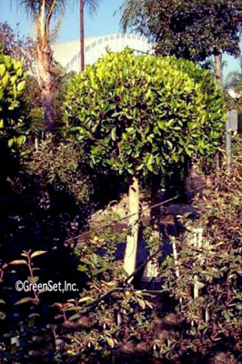 Topiary: Nidita - 1 Ball