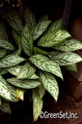 Chinese Evergreen