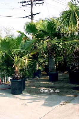 Mexican Fan Palms
