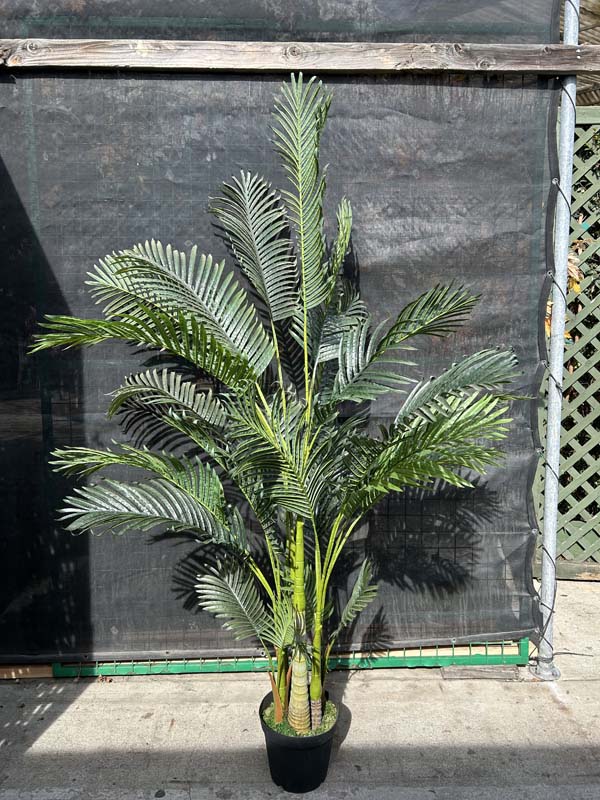 6ft Silk Areca