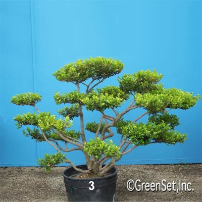 Bonsai: Boxwood: #3