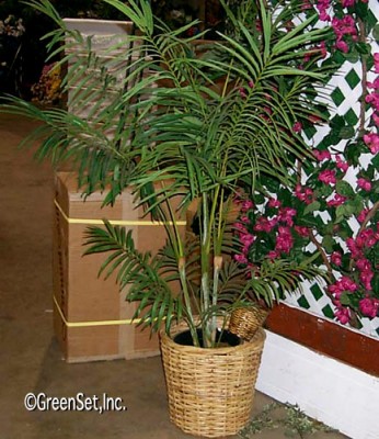 Areca Palm