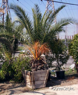 Pygmy Date Palm 5-8'
