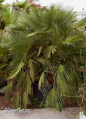 Mediterranean Fan Palm 5-8' 15Gal