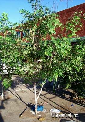 Birch Trunk with Silk Birch Foliage